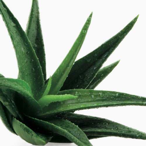 Benefici dell'aloe vera: le cose più importanti che devi sapere su questa pianta curativa 