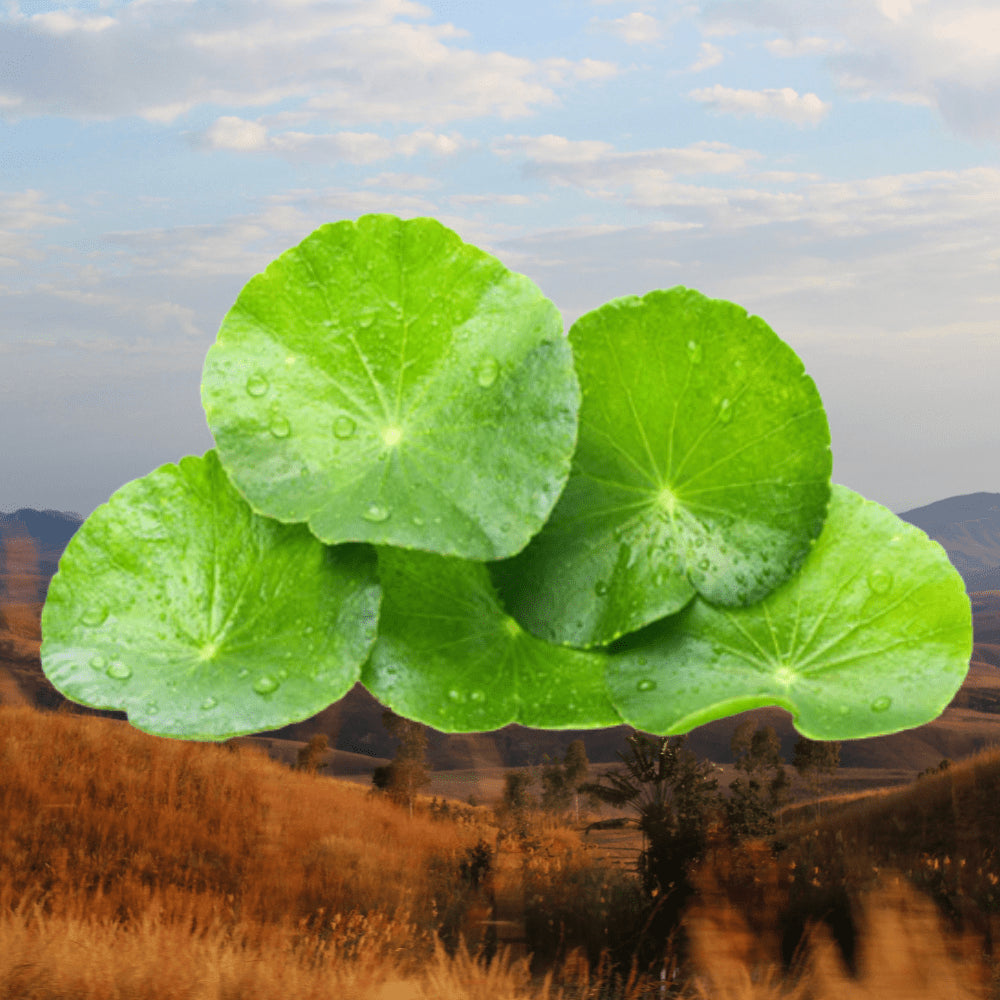 Centella Asiatica del Madagascar - Un ingrediente necessario per la tua pelle