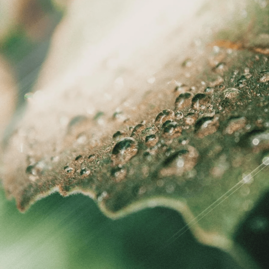 Toner Multi - Functional fără Parfum - WowSkin Romania